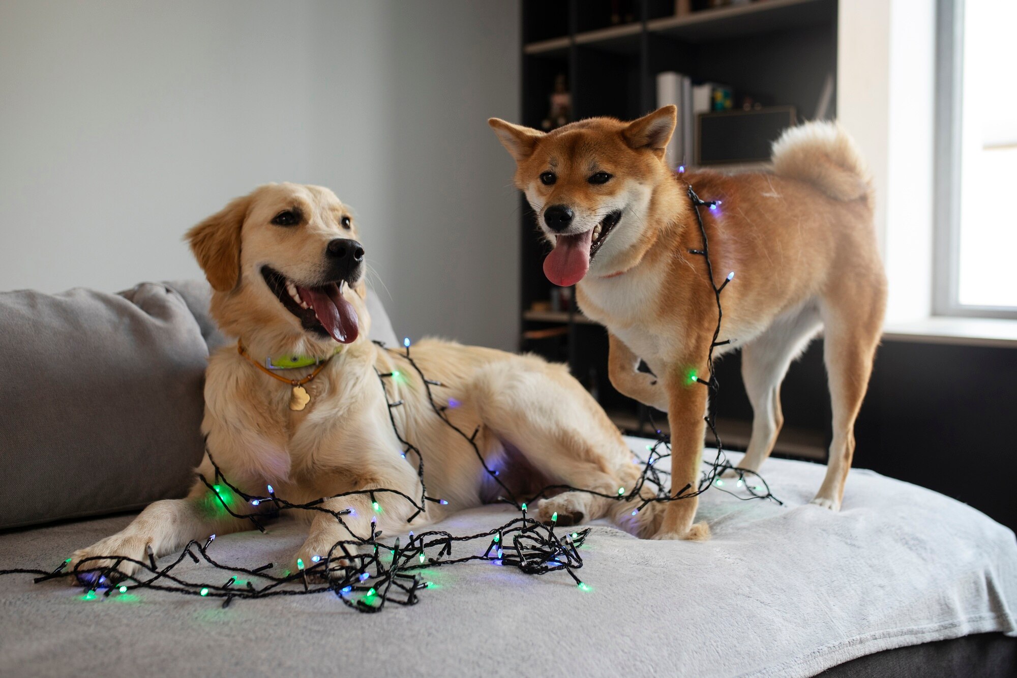 Cute dogs with lights