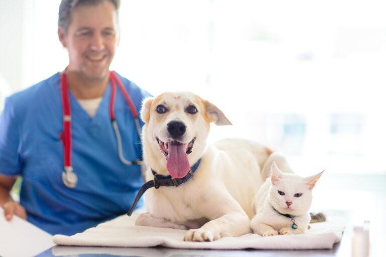 Pet Insurance in Sickness and in Health: A DC‑Metro Guide for Cat and Dog Parents 🐾