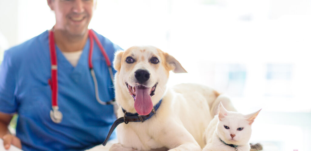 Pet Insurance in Sickness and in Health: A DC‑Metro Guide for Cat and Dog Parents 🐾